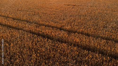 Golden summer wheat field details look down, harvest season crop patterns