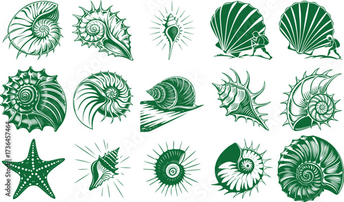 Collection of hand drawn black and white sketches of various seashells and starfish