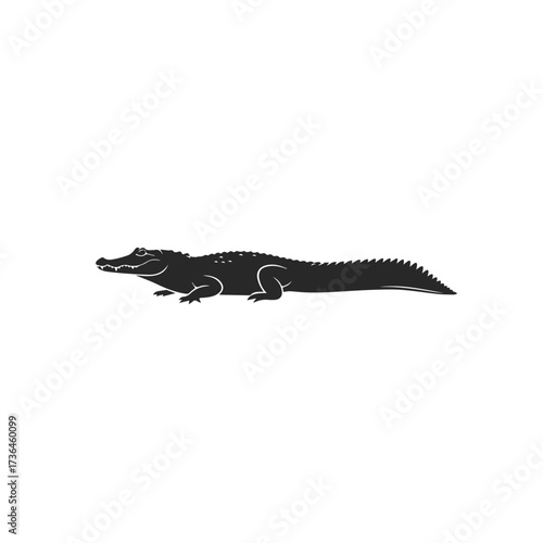 crocodile isolated on white