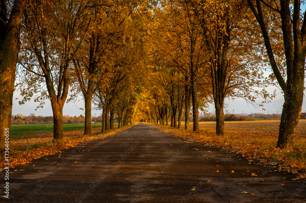 Fototapeta premium Autumn Road Alley. Fall season background. Trees forming a tree tunnel over a road.