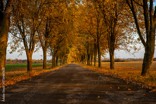 Autumn Road Alley. Fall season background.  Trees forming a tree tunnel over a road.