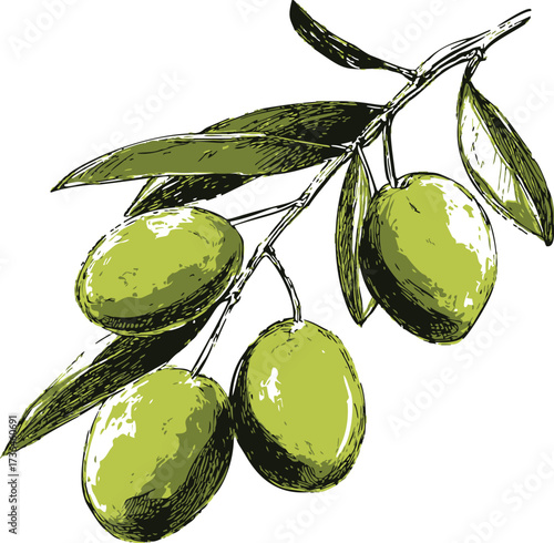 Olive branch sketch hand drawn with green olives and leaves — stock vector
