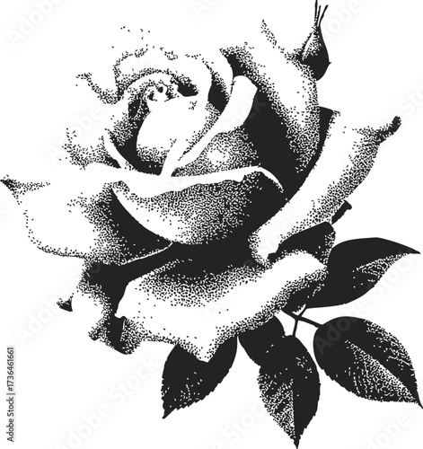 Rose sketch hand drawn black and white stipple style botanical flower — stock vector