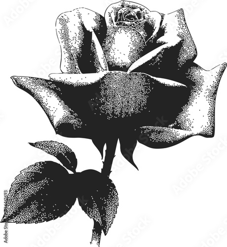 Rose sketch hand drawn black and white detailed botanical flower — stock vector