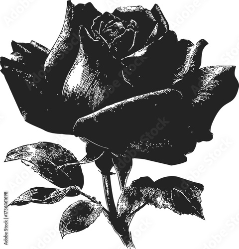 Rose sketch hand drawn black and white botanical flower detailed engraving — stock vector