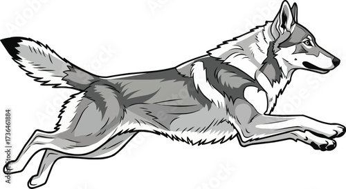 Czechoslovakian Wolfdog running leaping vector illustration