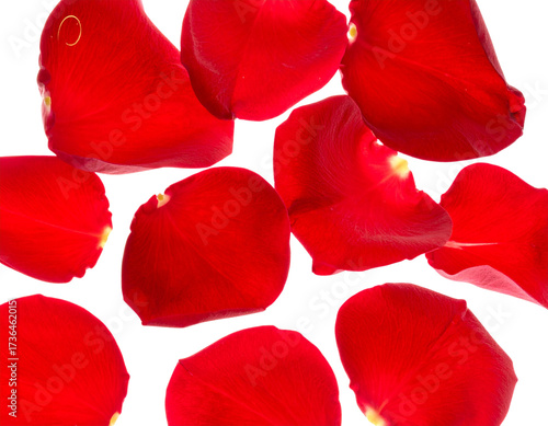  Cascading Red Flowers and Petals in Romantic Breeze