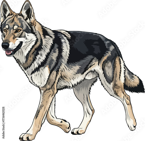 Czechoslovakian Wolfdog walking movement vector illustration