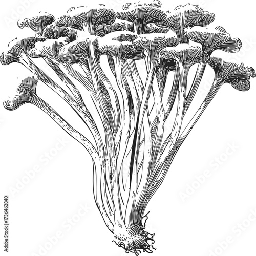 Chanterelle mushrooms sketch hand drawn botanical cluster detailed line art — stock vector