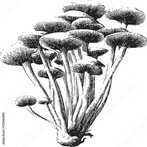 Mushrooms sketch hand drawn cluster with detailed caps and stems — stock vector