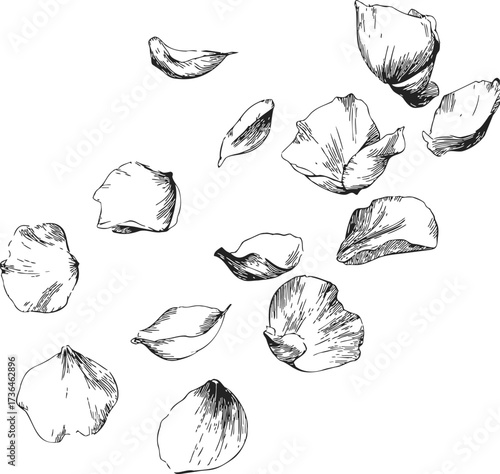 Petals sketch hand drawn scattered botanical elements on white background — stock vector