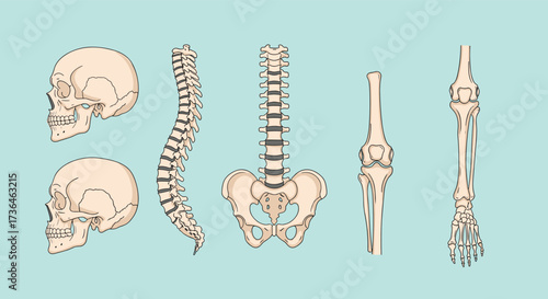Understanding the human skeletal system and its key components for anatomy education.