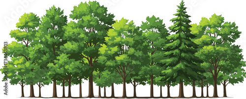 "Group of deciduous and coniferous trees with green foliage, diverse woodland canopy, and natural forest illustration on white background"