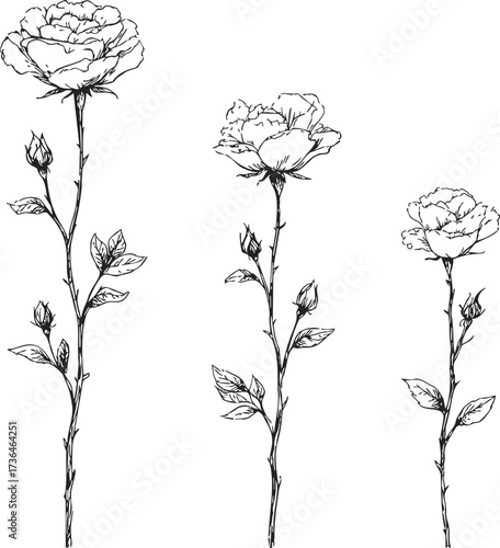 Rose flowers sketch hand drawn botanical stems with leaves and buds — stock vector