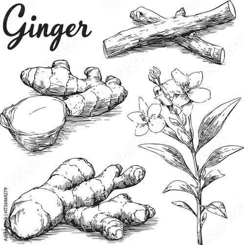 Ginger root sketch, hand drawn botanical plant, sliced rhizome, flower, and sticks — stock vector