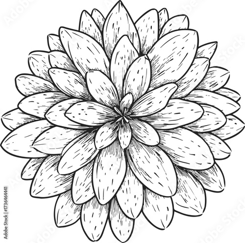 Succulent plant sketch, hand drawn line art botanical illustration, top view floral rosette — stock vector