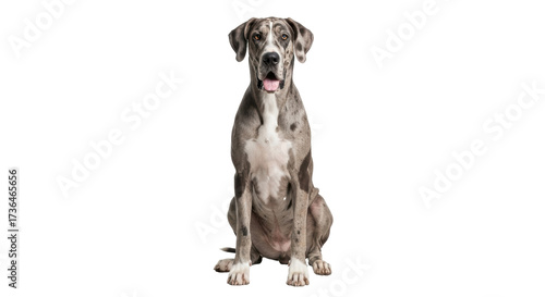 Obraz na plátně Isolated Great Dane sitting and looking at camera with its mouth open, friendly