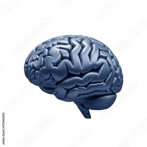A 3d render of a human brain, isolated on transparent background