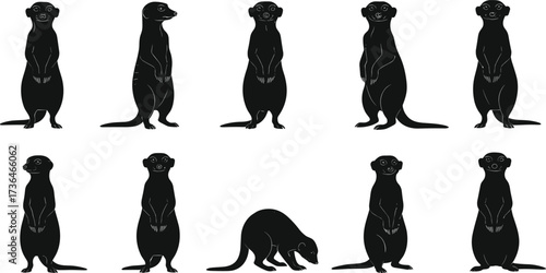 Meerkat silhouette sequence, animal posture illustration, wildlife behavior vector, standing and crouching poses, zoology graphic, desert mammal, vector art