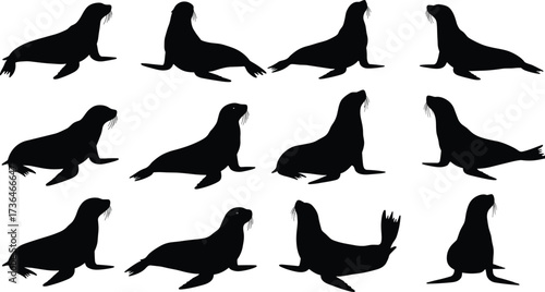 Sea lion silhouette set, black vector art, sitting and lying pose, marine animal movement, wildlife illustration, aquatic posture study