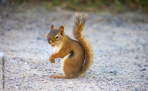 Playful red squirrel with open mouth on a gravel path in natural daylight