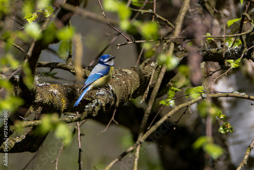 Wallpaper Mural Close-up of a blue tit (Cyanistes caeruleus) sitting on a mossy branch in spring, vibrant colors and natural wildlife moment captured in soft sunlight. Torontodigital.ca