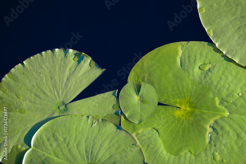 Layered Lily pads float calmly on a Deep blue pool