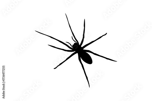spider on a white background