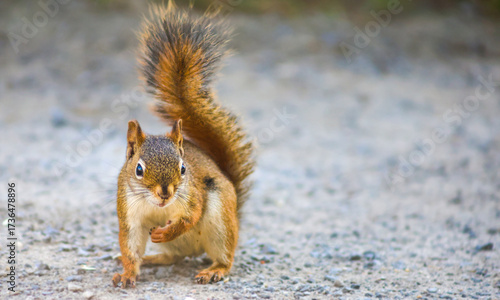 Curious red squirrel walking forward on a gravel path in natural daylight