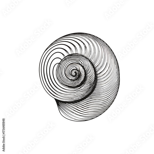 Intricate black and white engraved snail shell, vintage style natural history illustration for scientific diagrams, branding, or decorative art. isolated on transparent background