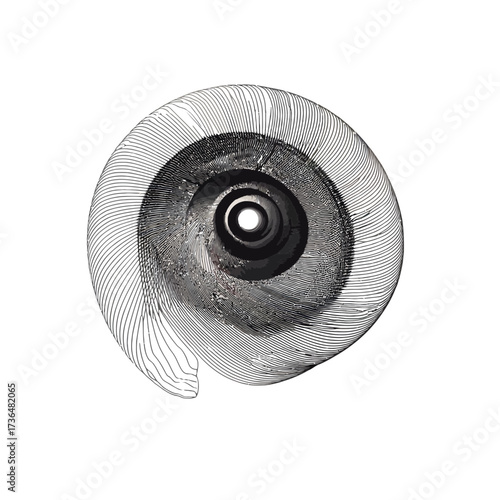 Intricate nautilus shell engraving, detailed monochrome spiral design for natural history, science, or elegant branding applications. isolated on transparent background