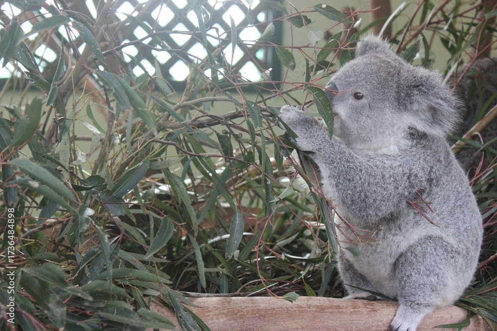 Fotografija Koala