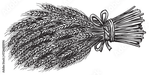 Detailed sketch of a wheat bundle tied with ribbon – retro hand drawn illustration