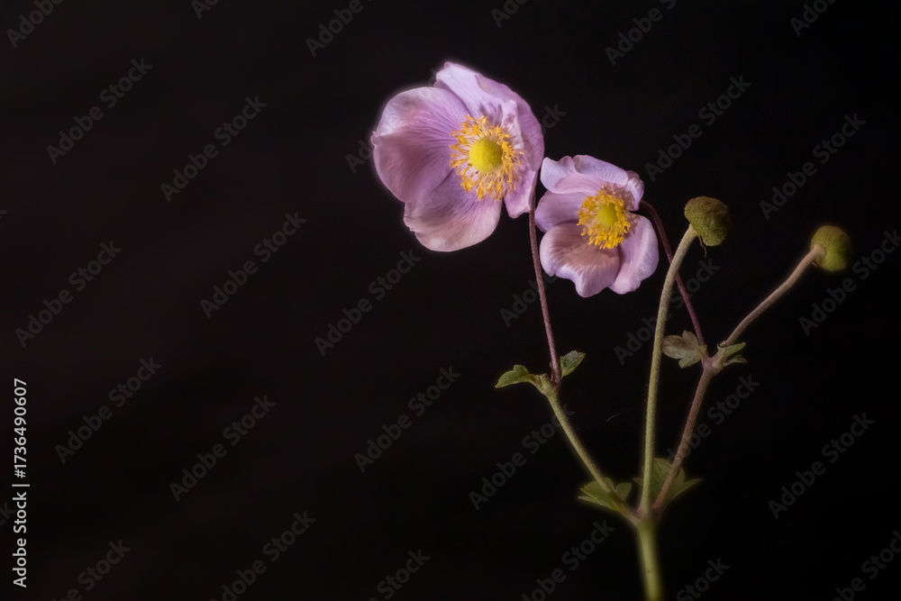 Obraz premium Background with anemone flowers; Eriocapitella tomentosa 