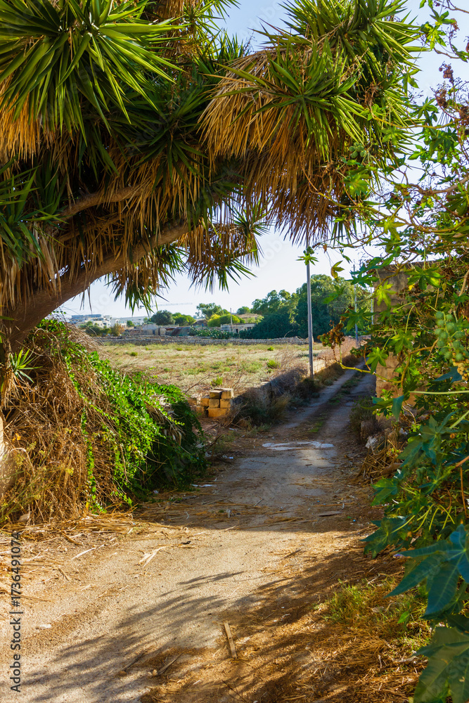 Obraz premium Sunny Rural Path Under A Large Spiky Tree With Dry Brush And Open Field Beyond