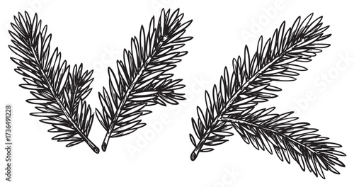 Detailed black and white illustration of pine tree branches with needles – retro hand drawn illustration