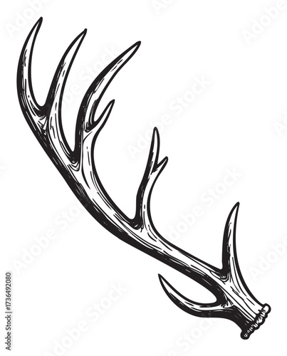 Detailed black and white illustration of a deer antler with multiple points – retro hand drawn illustration