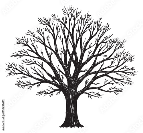 Detailed black and white illustration of a leafless tree with intricate branch patterns – retro hand drawn illustration