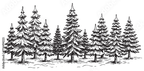 Black and white sketch of a snowy pine forest with tall evergreen trees – retro hand drawn illustration