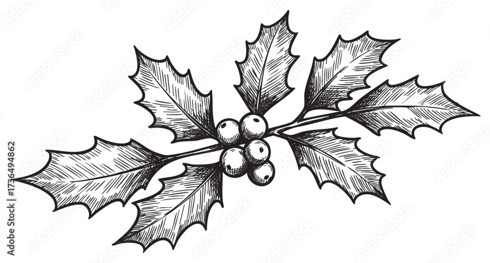Fototapeta premium Detailed black and white holly illustration with berries and spiky leaves – retro hand drawn illustration