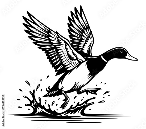 Detailed Mallard Duck in Flight Taking Off from Water Splash, duck, flying, mallard, bird, nature