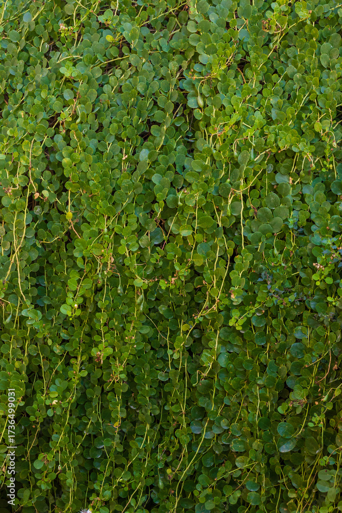 Fototapeta premium Dense Green Vines With Small Round Leaves Covering a Wall in a Lush Garden Setting