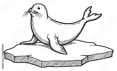 Playful seal resting on iceberg: hand-drawn marine life illustration – retro hand drawn illustration