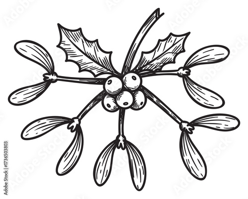 Vintage mistletoe illustration with berries and leaves – retro hand drawn illustration