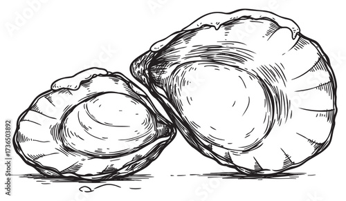 Hand-drawn black and white sketch of two clams with detailed shell texture – retro hand drawn illustration