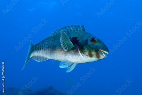 Pez loro macho nadando en el azul