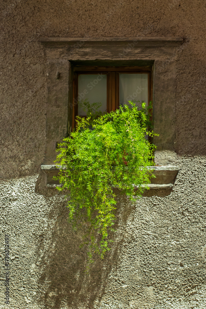 custom made wallpaper toronto digitalWooden window with frosted glass and lush trailing plant on rough stucco facade, sunlight casting long shadows, rustic Mediterranean mood