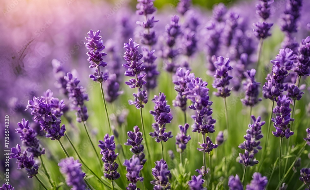 Naklejka premium Vibrant purple lavender flowers display beautiful color, strong fragrance, and drought-tolerant hardiness. Ideal for gardening, essential oils, and sustainable landscape designs.