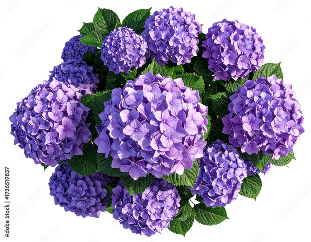 Fototapeta premium Elegant Hydrangea Shrub with Vibrant Purple Blossoms