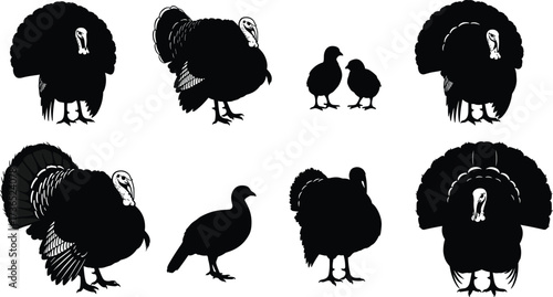 Turkey bird silhouettes, farm animal, wild turkey, poultry illustration, thanksgiving symbol, turkey flock, male and female turkey, traditional food, nature design